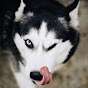 ZACH THEHUSKY