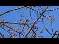 小鳥が桜の木にとまり何かつついてる動画　2021年2月