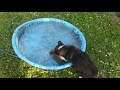 Bobby playing in his pool
