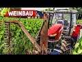 LS19 WEINBAU #1: Trauben anbauen für guten WEIN und Saft! | LANDWIRTSCHAFTS SIMULATOR 19