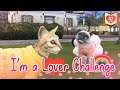 The Sims 4 Indonesia : I'm a Lover Challenge (Jodoh Baru untuk "Love"🐈💖 & Kencan Salju ⛄ ) - 💕 41