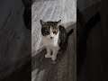 Finally got the Cat to Say something Lol