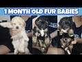 MY PUPPIES 1st BATH | 1 MONTH OLD SHIHPOO PUPPIES | #iamkrism