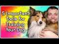 5 Important Tools For Training Your Dog! | MumblesVideos Pupdate |