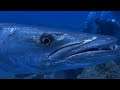 Giant Barracuda of Miri's divesite