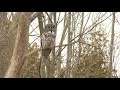 Great Gray Owl In Kingsville