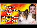 Prevent Heat Stroke and Dehydration In Your Dog! | My Life With A Sheltie | MumblesVideos