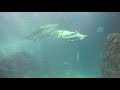 Shark tunnel in the Camden aquarium