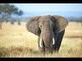 Planet Zoo-Building Elephant Habitat