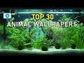 Top 30 Best Animal Wallpapers - Wallpaper Engine