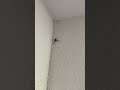 Massive Spider in the hallway