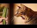 Kitty vs pepinos?🥒🥒😹😹😹