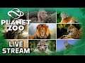 Planet Zoo Livestream - BIG CATS SPECIAL - Part 2 - Sun 10th Nov 2019 - 7pm UK
