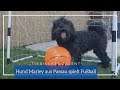 Tierisches Talent - Hund Marley aus Passau spielt Fußball