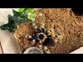 Tarantula Feeding - Mexican Red Knee (Brachypelma hamorii) 4