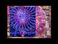 Touhou 15 東方紺珠伝 - Legacy of Lunatic Kingdom - Extra Stage (Reimu, No-Bomb)