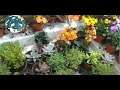 Conociendo Mercado de Plantas y Flores Xochimilco Ciudad de México