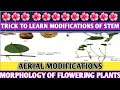 Trick to learn modifications of stem|  examples of aerial modifications|class11|NEET| short tricks