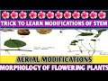 Trick to learn modifications of stem| examples of aerial modifications|class11|NEET| short tricks