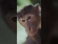 #shorts #shortsbeta #monkey #monkeys #animals #animal #forest #trees #fun #joy #beautiful #lovely