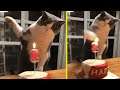 Take That! Second Birthday Kitty Putting Out a Candle!