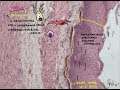 Oesophagus Histology - digestive system