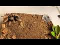 Tarantula Feeding - Mexican Fireleg (Brachypelma boehmei) 3