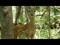 Deer Mistake Scrappy Doo As A Baby Fawn Irvine Park Chippewa Falls Wisconsin