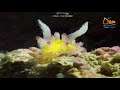 Colourful Slugs Of The Sea That Can Be Found In MIRI Sea ( Nudibranch )