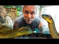 GETTING IN THE WATER WITH TWO HUGE ANACONDAS!! | BRIAN BARCZYK