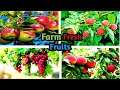 Farm fresh fruits in my garden 🍇🍊🍓🍏