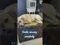 Simba the labrador sleeping on Center table.๐๐๐๐๐