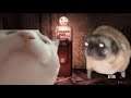 Pug and cat VIbe to JuggerNog