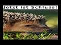 Ada-Programmierstream (Civilization-Klon programmieren)