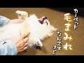 お腹を出してブラッシングされ放題な犬【ポメチワ】