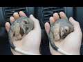 Farmer Saves Baby Possum From Freezing