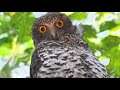 The Powerful Owl Project - Glider Talk