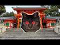 DON'T MESS WITH SHRINE CATS MONEY