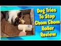 #shorts Dog Tries To Stop Chom Chom Roller