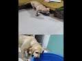 Simba just want to play with anything. He need not to toys.