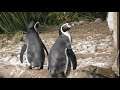 Twycross Zoo - Penguins