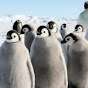 《 Antarctic Penguin 》