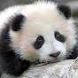 Depressed Panda 303