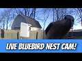 LIVE Eastern Bluebird Nest in the NatureTek Advanced Nestbox!