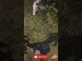 I tried to tame a turkey, almost - Red Dead Shorts