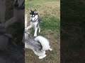 3 Huskies Meet At Dog Park!