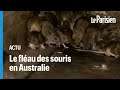 Australie : les agriculteurs face à «la pire invasion de souris jamais enregistrée»
