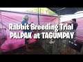 Rabbit Breeding Trial | tito bern's Rabbitry