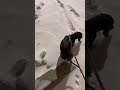 Rufus walking in the snow