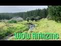 Forest vibes after a night of rain (Nature Visualizer)